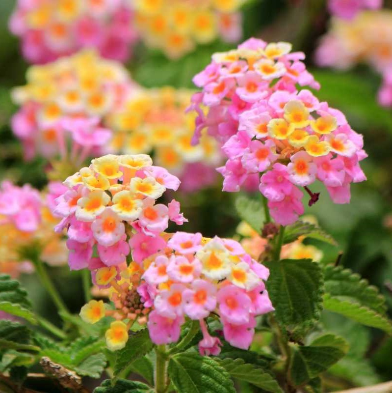 Lantana